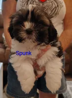 Spunk, a male Shih Tzu for sale in Cumberland, MD – 2 of 6