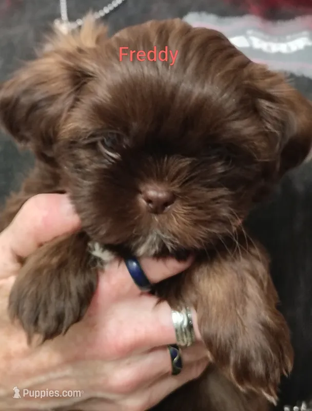 Freddy  – Shih Tzu puppy for sale in Cumberland, MD