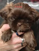 Freddy , a male Shih Tzu for sale in Cumberland, MD – 1 of 4