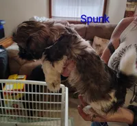 Spunk, a male Shih Tzu for sale in Cumberland, MD – 6 of 6