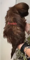 Freddy , a male Shih Tzu for sale in Cumberland, MD – 2 of 4