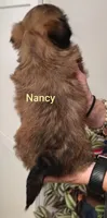 Nancy , a female Shih Tzu for sale in Cumberland, MD – 4 of 4