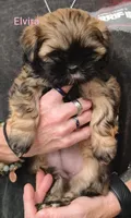 Elvira , a female Shih Tzu for sale in Cumberland, MD – 3 of 4