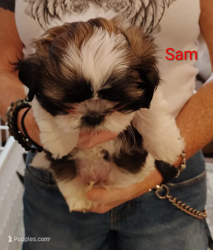 Sam – Shih Tzu puppy for sale in Cumberland, MD