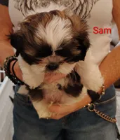 Sam, a male Shih Tzu for sale in Cumberland, MD – 1 of 5