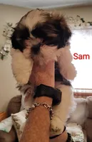 Sam, a male Shih Tzu for sale in Cumberland, MD – 4 of 5