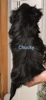 Chucky , a male Shih Tzu for sale in Cumberland, MD – 4 of 4