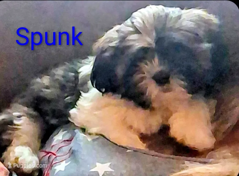 Spunk – Shih Tzu puppy for sale in Cumberland, MD