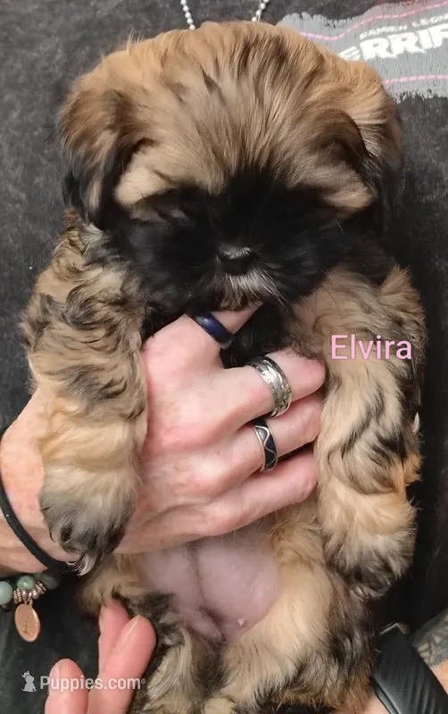 Elvira  – Shih Tzu puppy for sale in Cumberland, MD