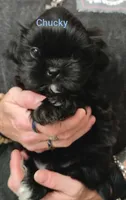 Chucky , a male Shih Tzu for sale in Cumberland, MD – 3 of 4
