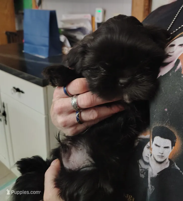 Chucky  – Shih Tzu puppy for sale in Cumberland, MD