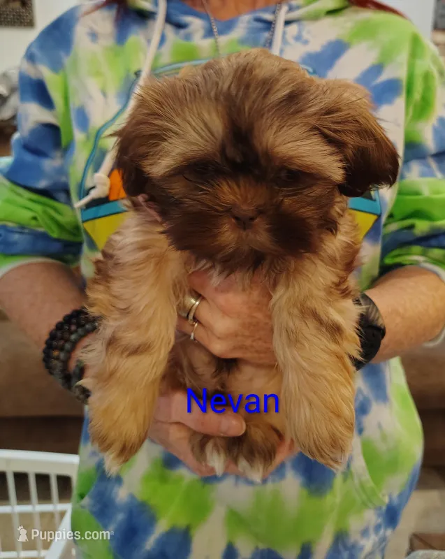 Nevan – Shih Tzu puppy for sale in Cumberland, MD