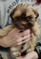 Nevan, a male Shih Tzu for sale in Cumberland, MD – Photo 3 of 3