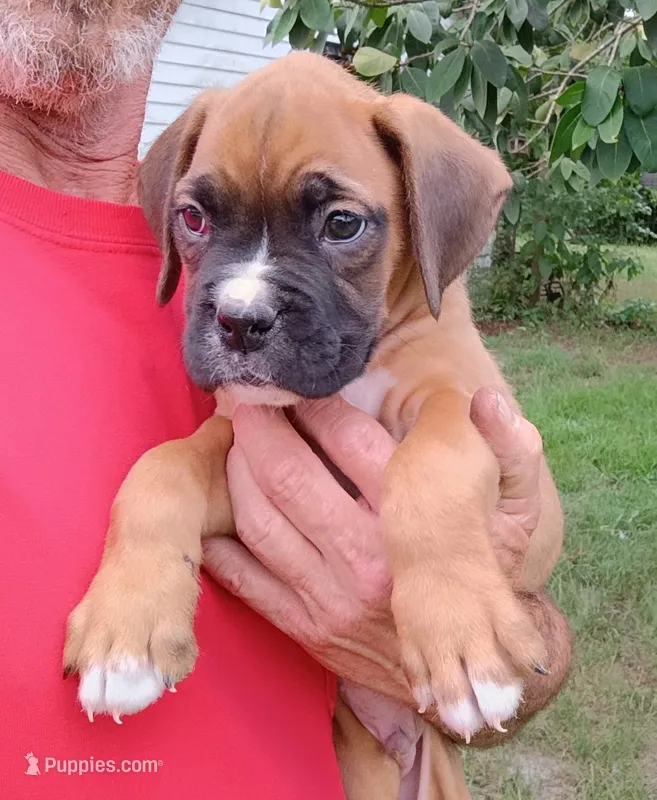 Deke – Boxer puppy for sale in Kinston, NC