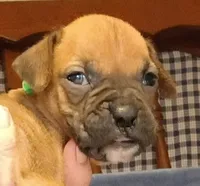 BAMF1, a male Boxer for sale in Kinston, NC – 2 of 7