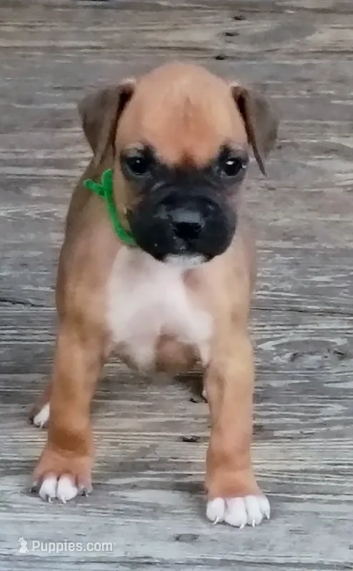 BAFF1 – Boxer puppy for sale in Kinston, NC