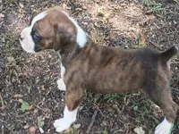 Wally, a male Boxer for sale in Kinston, NC – 2 of 6