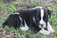 Gordon, a male Boxer for sale in Kinston, NC – 2 of 6