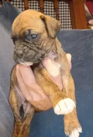 BAMB1, a male Boxer for sale in Kinston, NC – 8 of 10