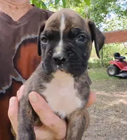 Scott, a male Boxer for sale in Kinston, NC – 2 of 5