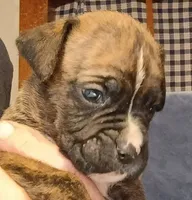 BAMBF, a male Boxer for sale in Kinston, NC – 3 of 9
