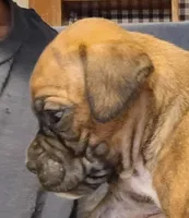BAMB1, a male Boxer for sale in Kinston, NC – 10 of 10