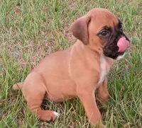 Fawn Boy, a male Boxer for sale in Kinston, NC – 6 of 8