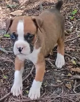 Gus, a male Boxer for sale in Kinston, NC – 2 of 7