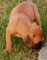 Fawn Boy, a male Boxer for sale in Kinston, NC – 5 of 8