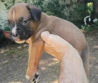 Deke, a male Boxer for sale in Kinston, NC – 7 of 7