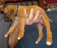 BAFF1, a female Boxer for sale in Kinston, NC – 5 of 8