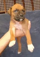 BAMF2, a male Boxer for sale in Kinston, NC – 6 of 10
