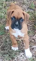 BAMFF, a male Boxer for sale in Kinston, NC – 5 of 6