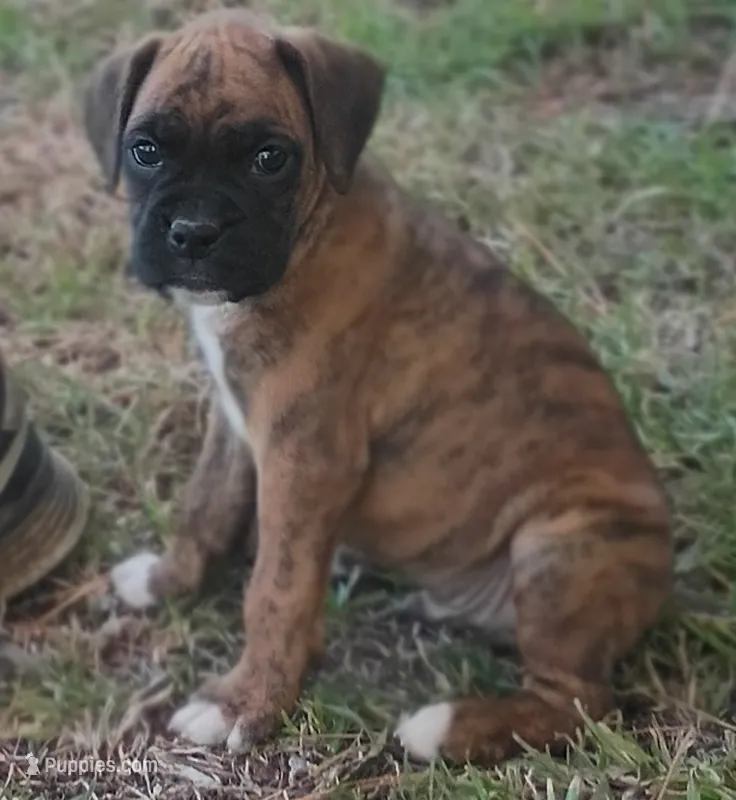 BAMB1 – Boxer puppy for sale in Kinston, NC