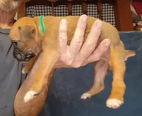 BAMF1, a male Boxer for sale in Kinston, NC – 4 of 7