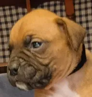 BAMF2, a male Boxer for sale in Kinston, NC – 9 of 10