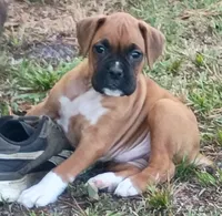 BAMFF, a male Boxer for sale in Kinston, NC – 1 of 6