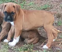 BAMFF, a male Boxer for sale in Kinston, NC – 3 of 6