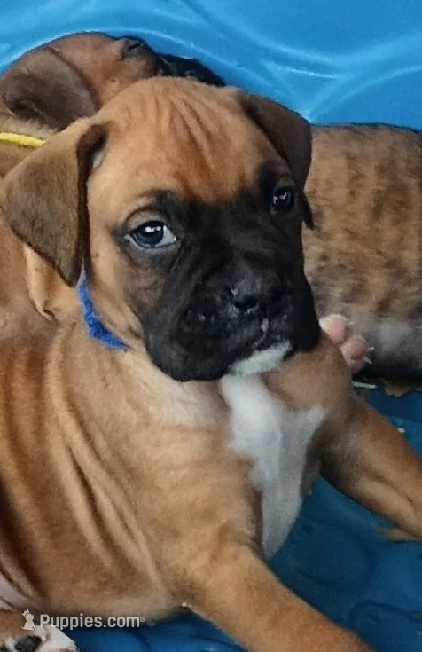 BAMF1 – Boxer puppy for sale in Kinston, NC