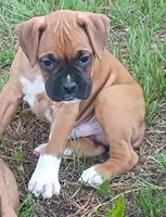 BAMFF, a male Boxer for sale in Kinston, NC – 4 of 6