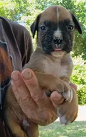 Deke, a male Boxer for sale in Kinston, NC – 2 of 7