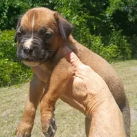 Deke, a male Boxer for sale in Kinston, NC – 5 of 5