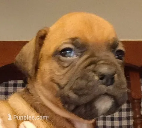 BAMF2 – Boxer puppy for sale in Kinston, NC