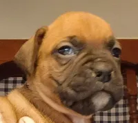 BAMF2, a male Boxer for sale in Kinston, NC – 1 of 10