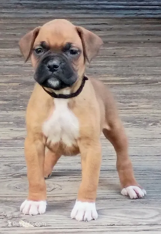 BAMF2 – Boxer puppy for sale in Kinston, NC