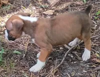 Gus, a male Boxer for sale in Kinston, NC – 4 of 7