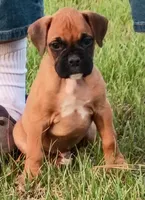 Fawn Boy, a male Boxer for sale in Kinston, NC – 3 of 8