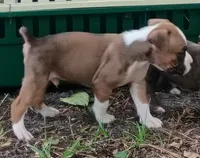 Gus, a male Boxer for sale in Kinston, NC – 3 of 7