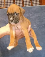 FFF , a female Boxer for sale in Kinston, NC – 8 of 8
