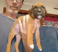 BAFF1, a female Boxer for sale in Kinston, NC – 3 of 8